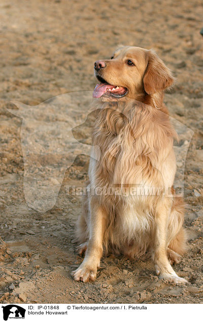 blonder Hovawart / blonde Hovawart / IP-01848