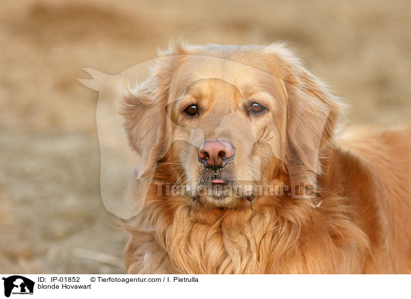 Hovawart Portrait / blonde Hovawart / IP-01852