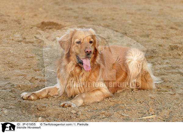 blonder Hovawart / blonde Hovawart / IP-01855