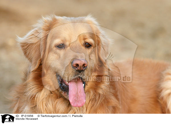 Hovawart Portrait / blonde Hovawart / IP-01856