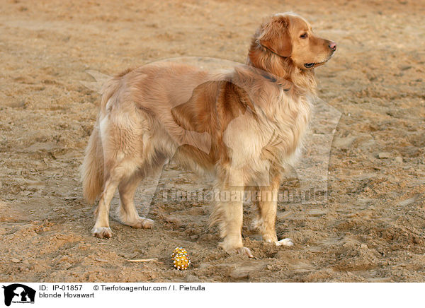 blonder Hovawart / blonde Hovawart / IP-01857