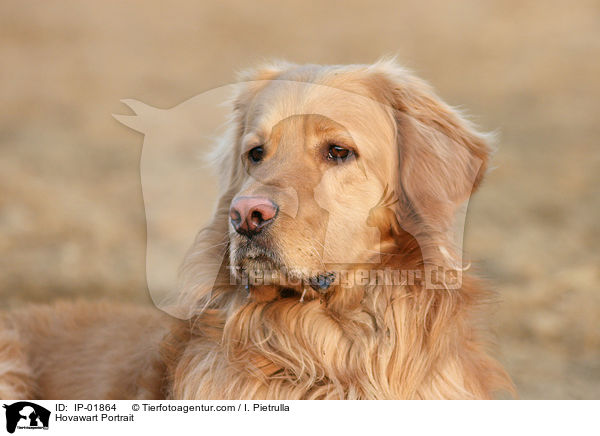 Hovawart Portrait / Hovawart Portrait / IP-01864