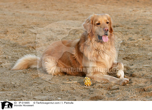 blonder Hovawart / blonde Hovawart / IP-01865