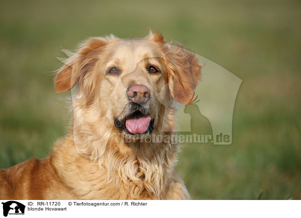 blonder Hovawart / blonde Hovawart / RR-11720