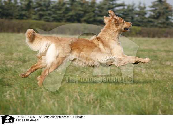 blonder Hovawart / blonde Hovawart / RR-11726