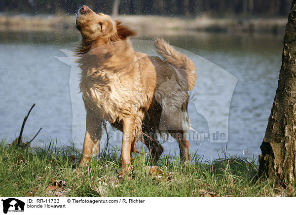 blonder Hovawart / blonde Hovawart / RR-11733