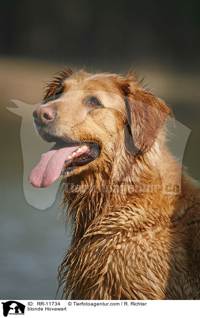 blonder Hovawart / blonde Hovawart / RR-11734