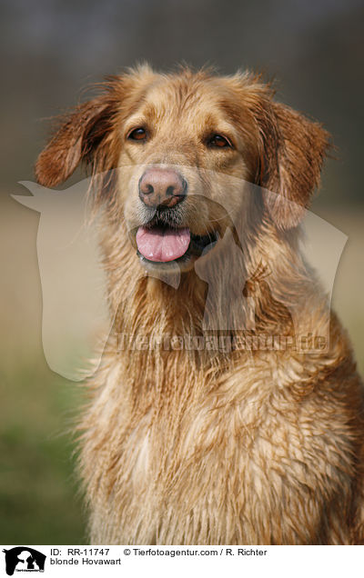 blonder Hovawart / blonde Hovawart / RR-11747