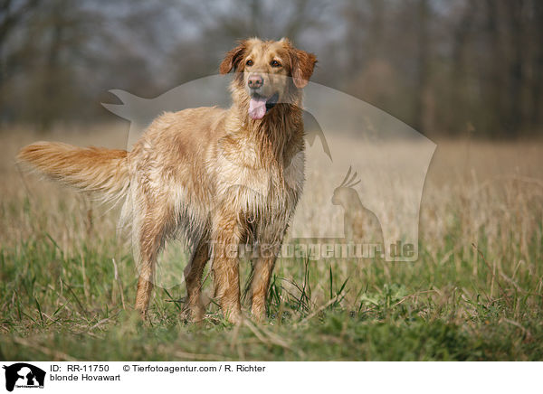 blonder Hovawart / blonde Hovawart / RR-11750