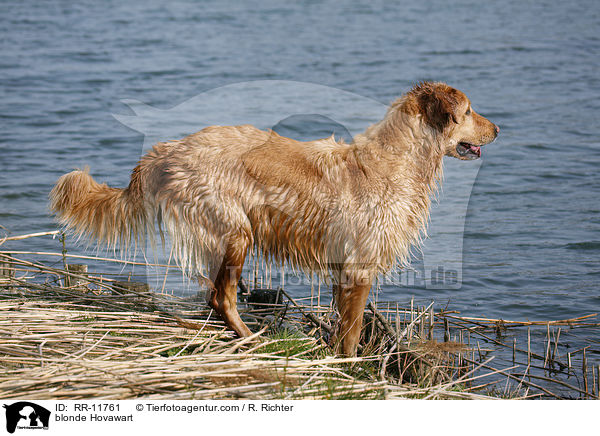 blonder Hovawart / blonde Hovawart / RR-11761