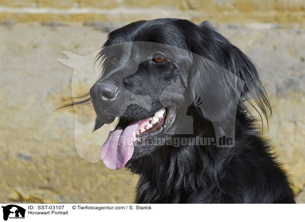 Hovawart Portrait / Hovawart Portrait / SST-03107