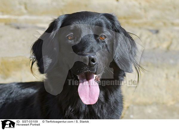 Hovawart Portrait / Hovawart Portrait / SST-03109