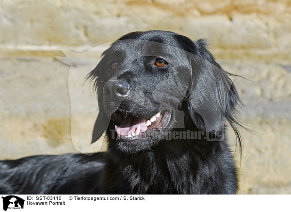 Hovawart Portrait / Hovawart Portrait / SST-03110