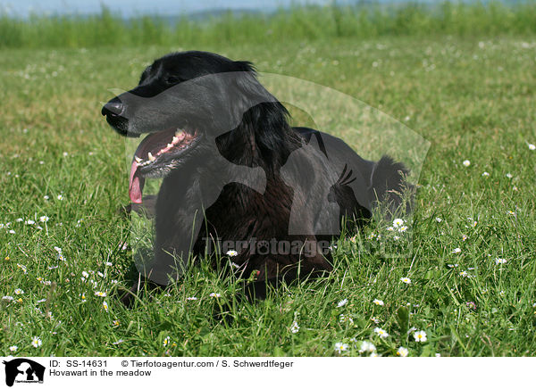 Hovawart auf Wiese / Hovawart in the meadow / SS-14631