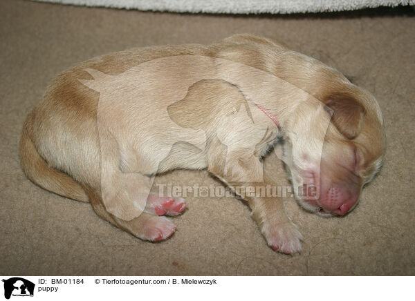 Hovawart Welpe / puppy / BM-01184