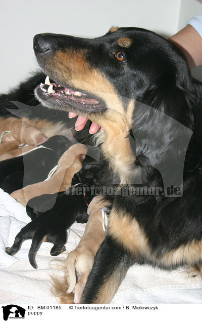 Hovawart Welpe / puppy / BM-01185