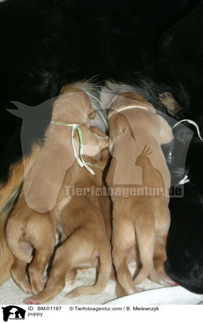 Hovawart Welpe / puppy / BM-01187
