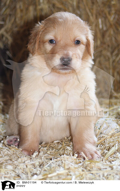Hovawart Welpe / puppy / BM-01194