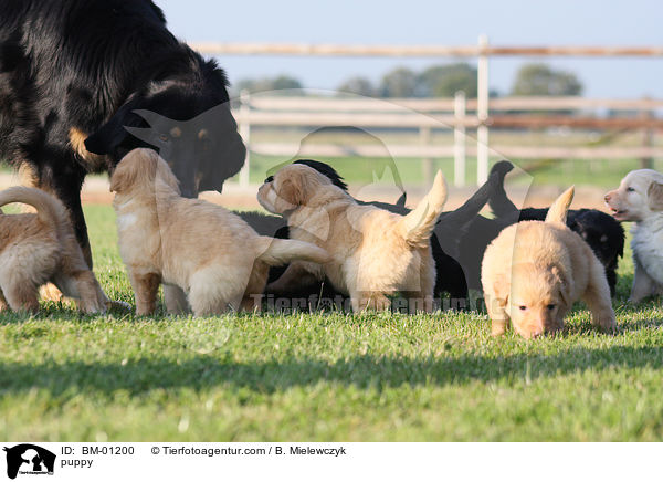 Hovawart Welpe / puppy / BM-01200