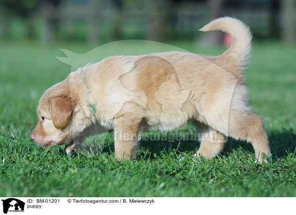 Hovawart Welpe / puppy / BM-01201