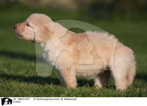 Hovawart Welpe / puppy / BM-01207