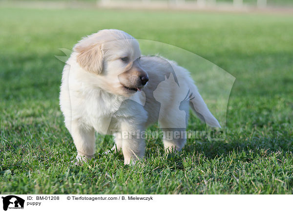 Hovawart Welpe / puppy / BM-01208
