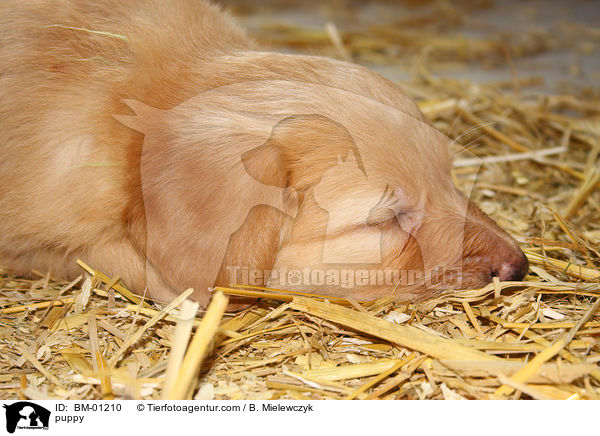Hovawart Welpe / puppy / BM-01210
