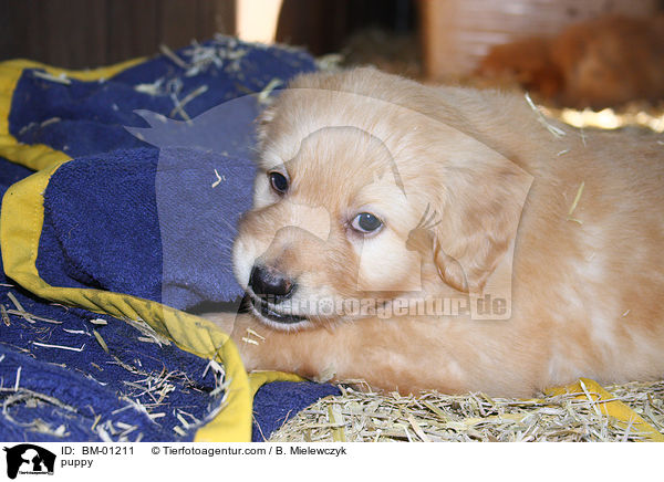 Hovawart Welpe / puppy / BM-01211