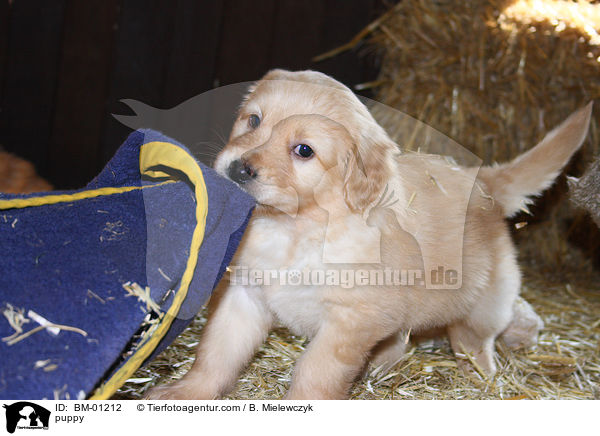 Hovawart Welpe / puppy / BM-01212