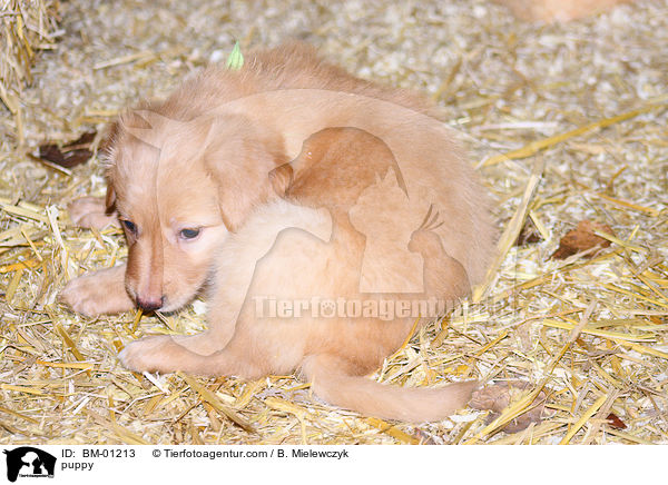Hovawart Welpe / puppy / BM-01213