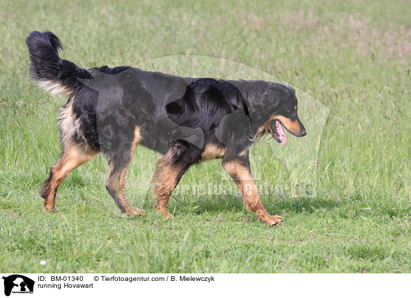 running Hovawart / BM-01340