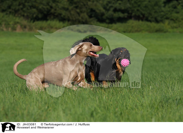 Hovawart and Weimaraner / JH-03081