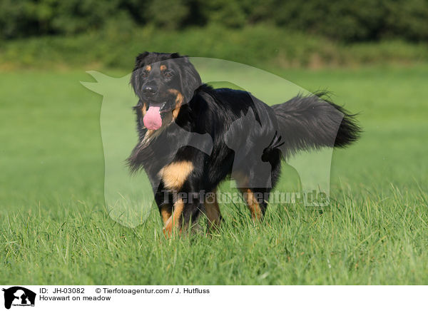 Hovawart on meadow / JH-03082