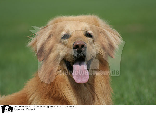 Hovawart Portrait / Hovawart Portrait / IF-02957