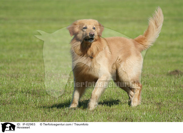 Hovawart / Hovawart / IF-02963