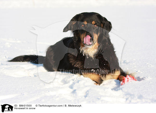 Hovawart im Schnee / Hovawart in snow / BM-01500