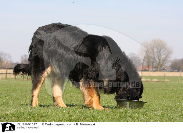 fressender Hovawart / eating hovawart / BM-01517