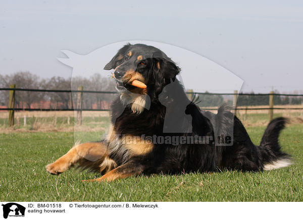 fressender Hovawart / eating hovawart / BM-01518