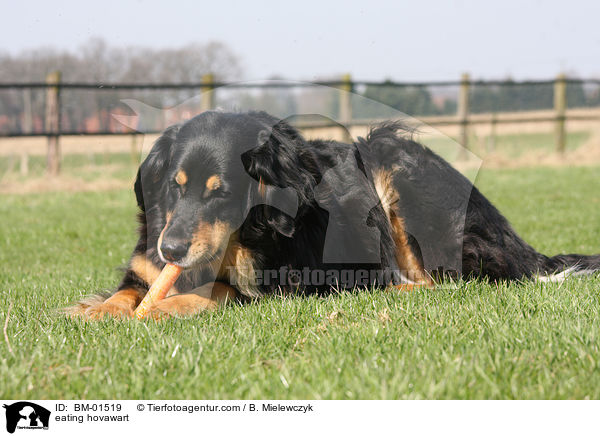 fressender Hovawart / eating hovawart / BM-01519