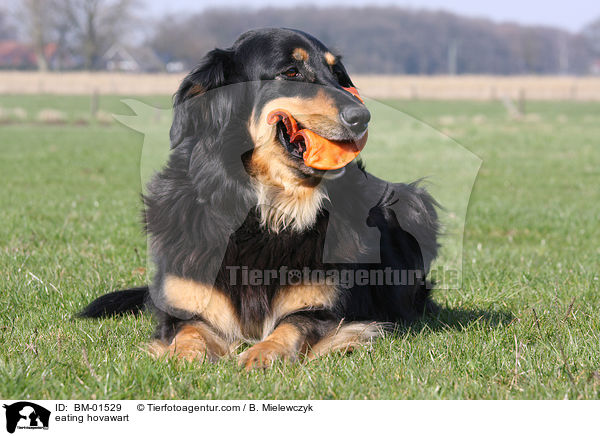fressender Hovawart / eating hovawart / BM-01529
