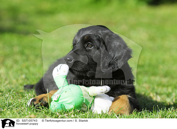 Hovawart Welpe / hovawart puppy / SST-05743