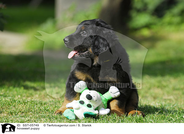 Hovawart Welpe / hovawart puppy / SST-05749