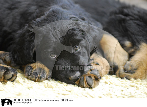Hovawart Welpe / hovawart puppy / SST-05751