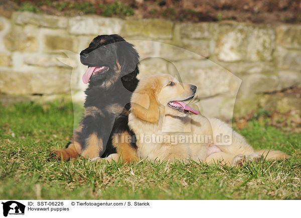 Hovawart Welpen / Hovawart puppies / SST-06226