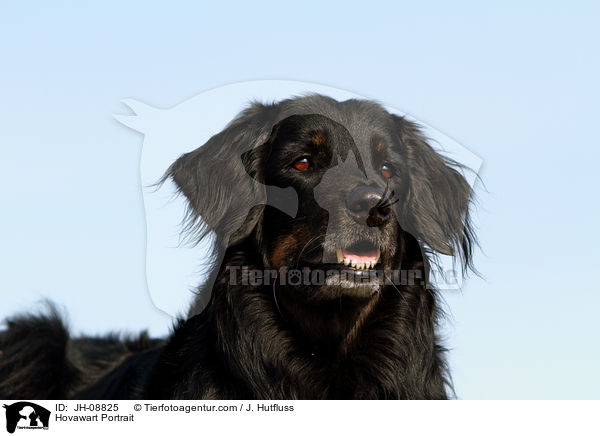 Hovawart Portrait / Hovawart Portrait / JH-08825
