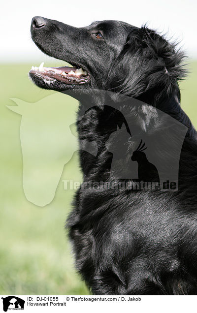 Hovawart Portrait / Hovawart Portrait / DJ-01055