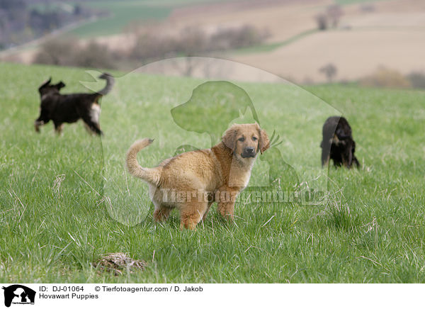 Hovawart Welpen / Hovawart Puppies / DJ-01064