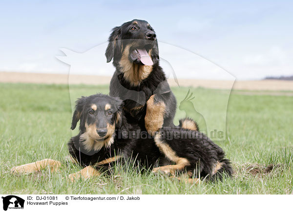 Hovawart Welpen / Hovawart Puppies / DJ-01081