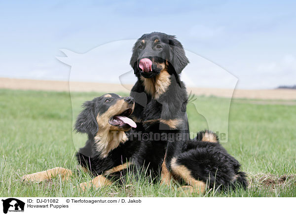 Hovawart Welpen / Hovawart Puppies / DJ-01082