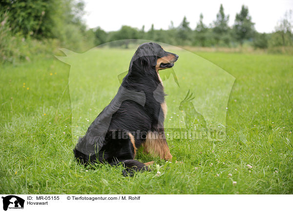 Hovawart / Hovawart / MR-05155